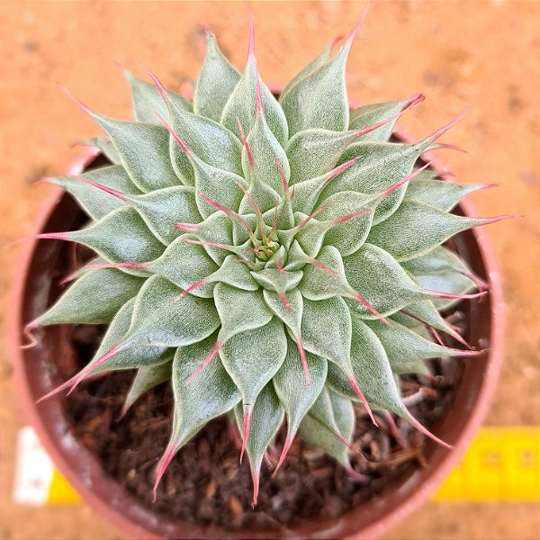 Graptoveria silverstar