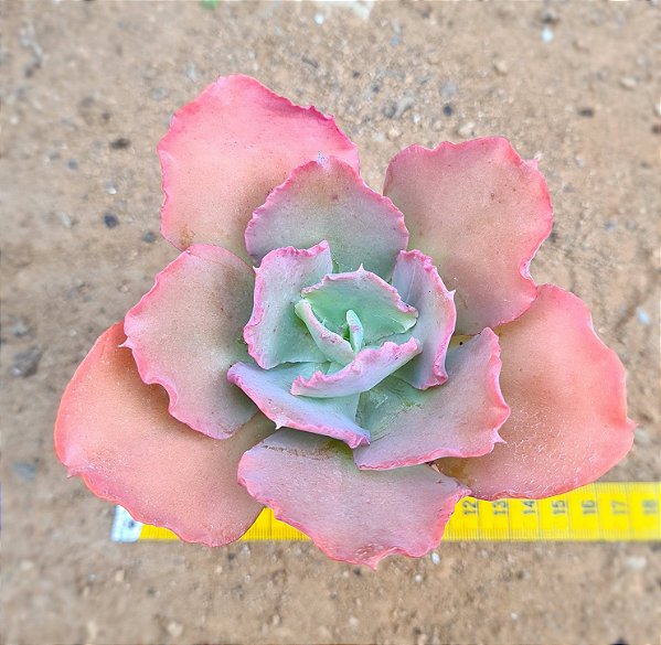 Echeveria gibiflora can can