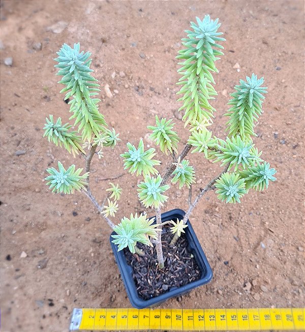 Sedum griseum