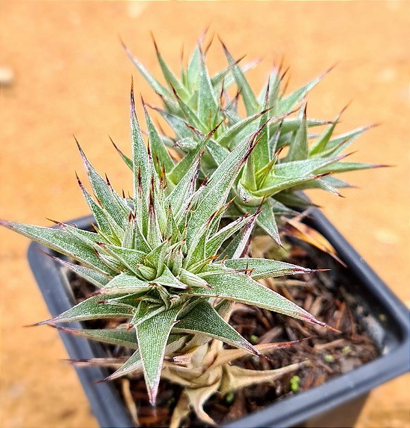 Abromeitiella lorentziana