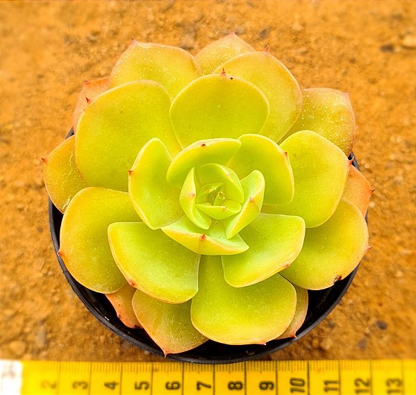 Echeveria curly sue