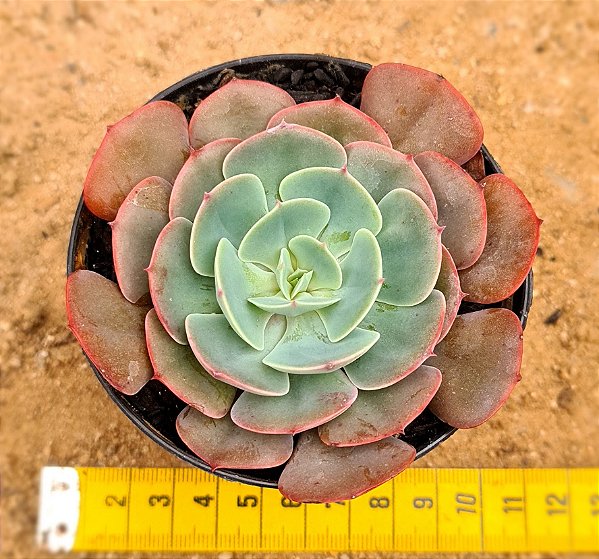 Echeveria muesli