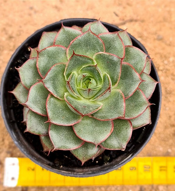 Echeveria Spirit blossom