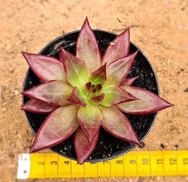 Echeveria Red soul