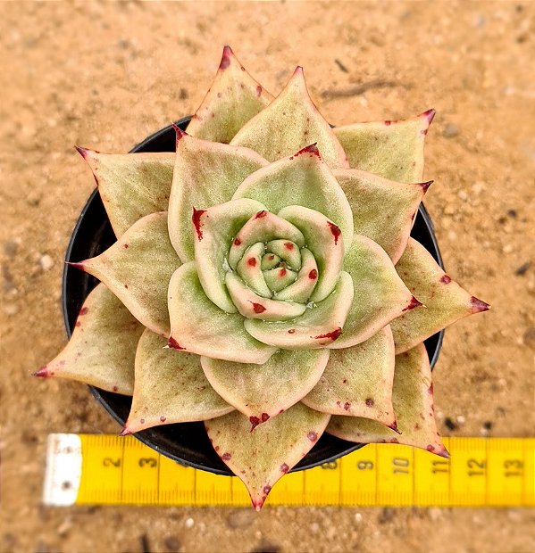 Echeveria jade star variegata