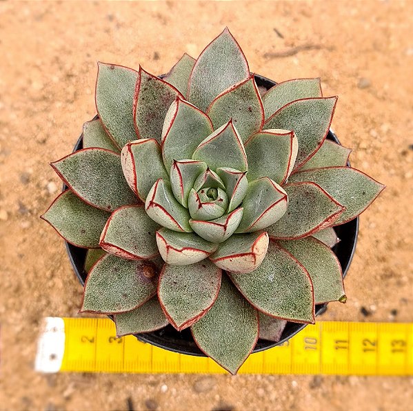 Echeveria ace of hearts