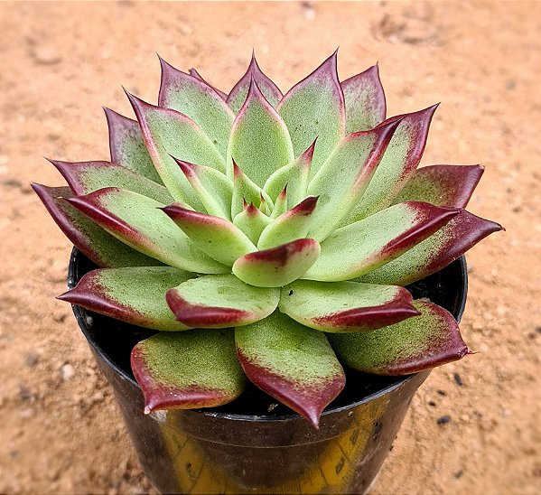 Echeveria red blood