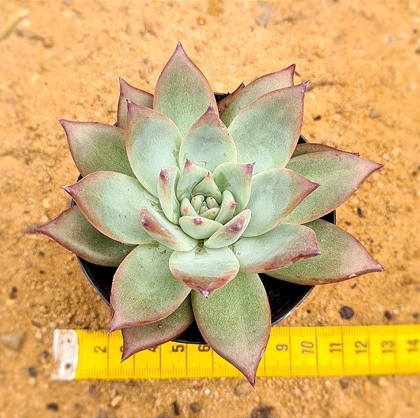 Echeveria Colorata nauala