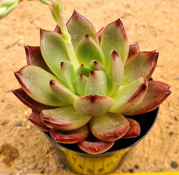 Echeveria Orange night