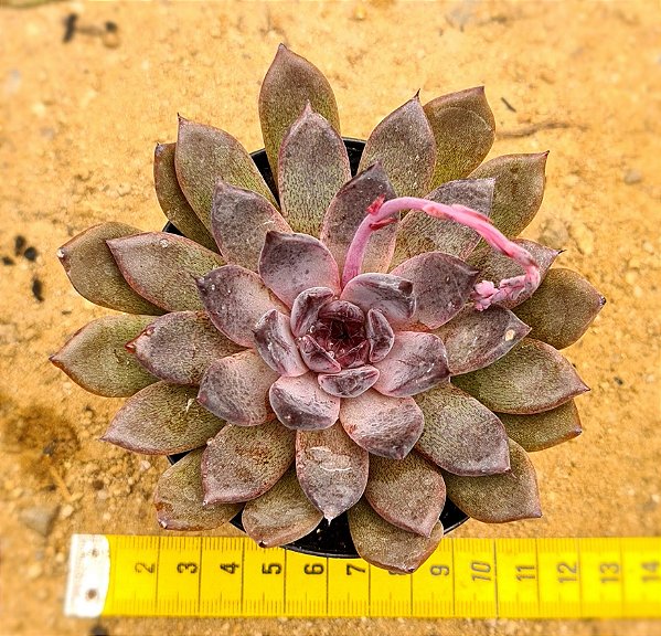 Echeveria black knight