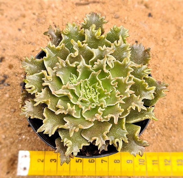 Echeveria Starfire