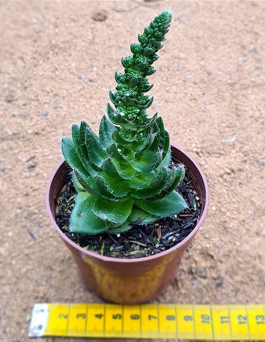Crassula barbata