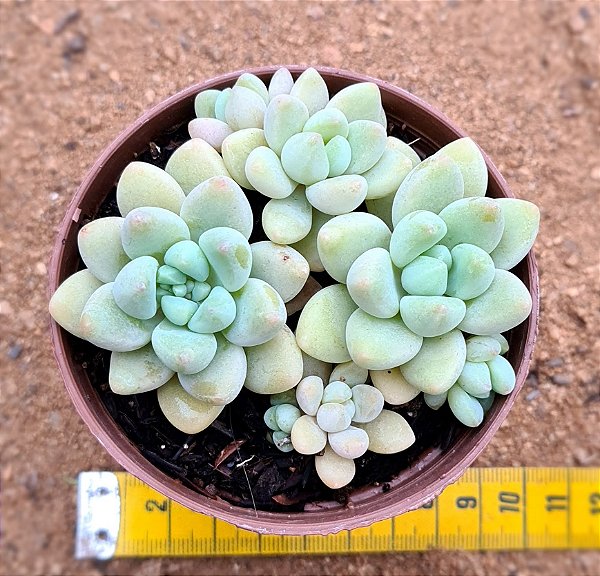 Graptosedum Cheesecake