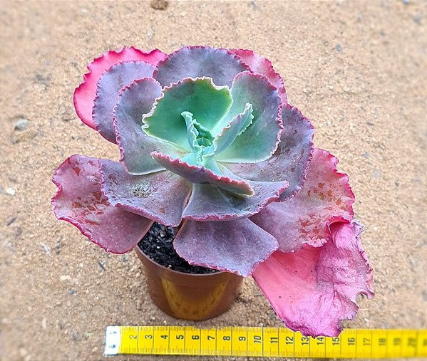 Echeveria gibbiflora mauna loa (desenvolve carunculas)