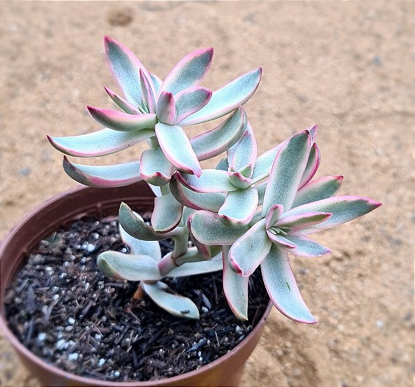 Crassula candy cane