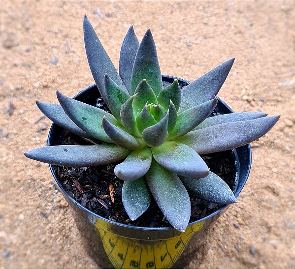 Echeveria affinis