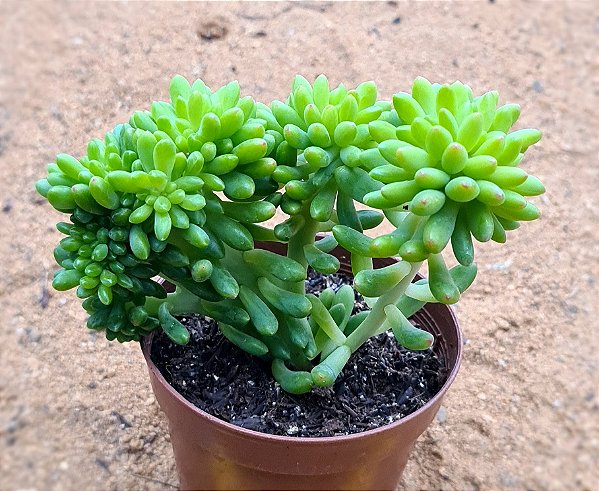 Sedum alice evans cristata