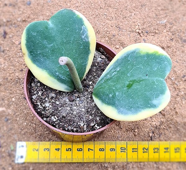 Hoya kerrii - "Hoya coração variegata"