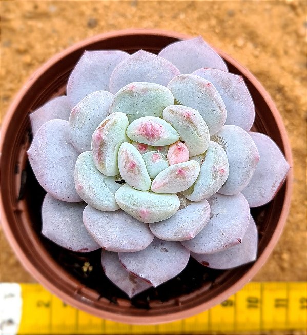 Echeveria snow angel