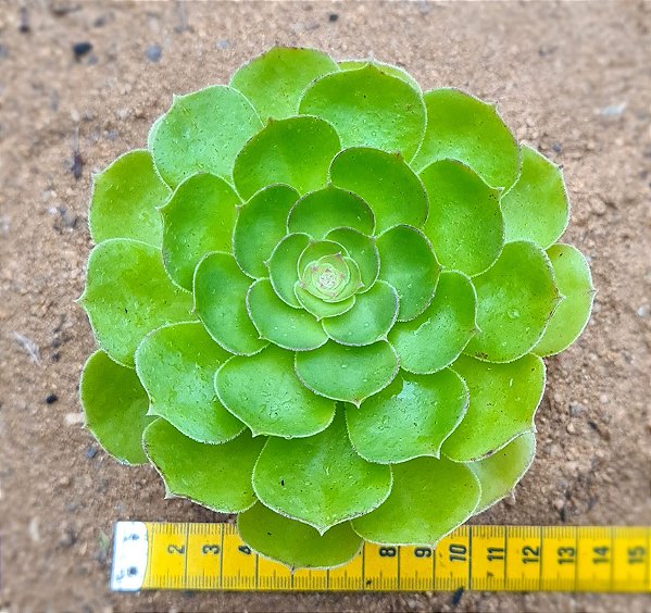 Aeonium tsavolit