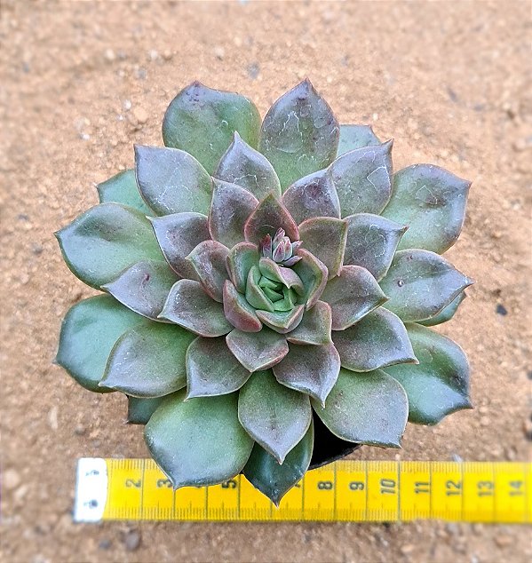 Echeveria mina fosca