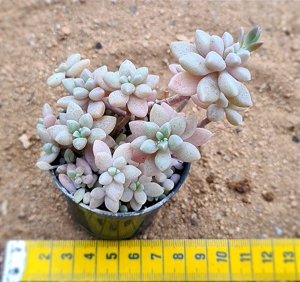 Graptopetalum (Sedum) mirinae