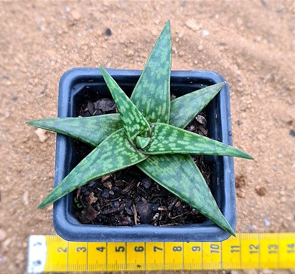 Aloe  sp  (folha verde)