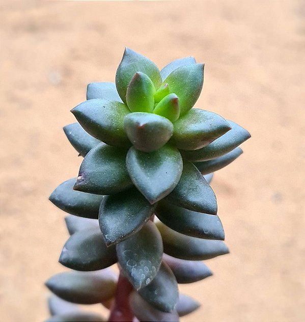 Sedeveria jet beads