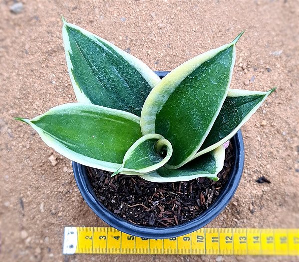 Sansevieria (Dracena) trifasciata black golden dwarf