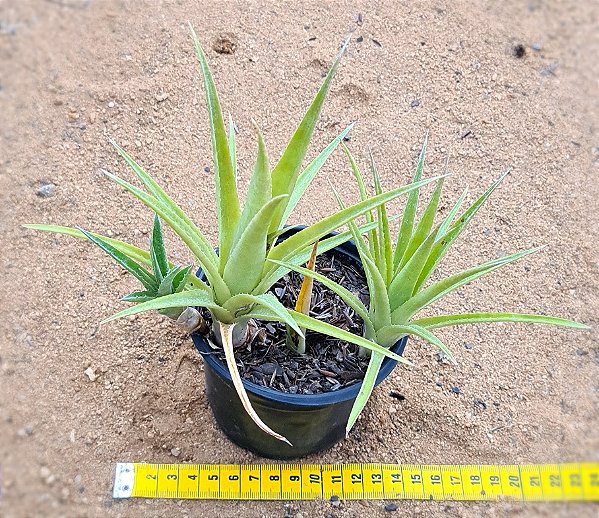 Billbergia nutans