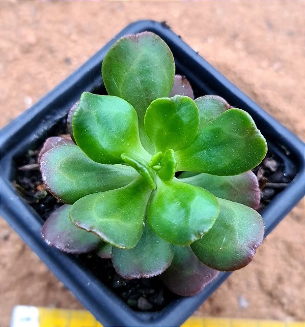 Sedum dendroideum - "suculenta bálsamo"