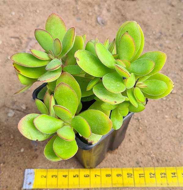Crassula money maker