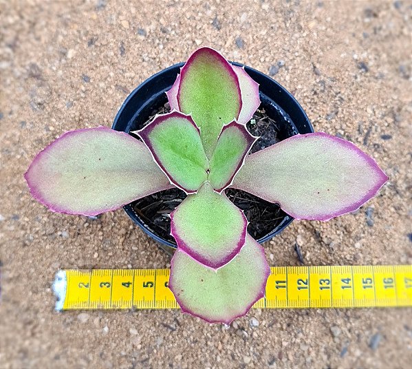 Kalanchoe synsepala