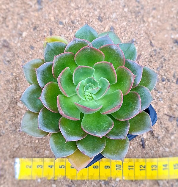 Echeveria mont serrat