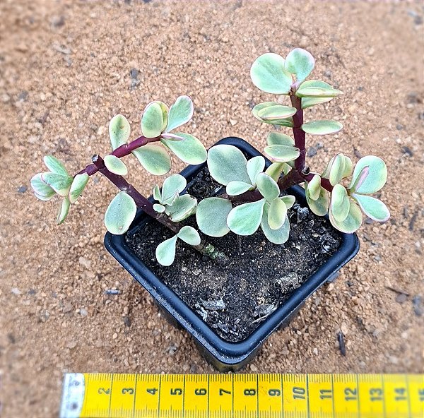 Portulacaria afra variegata
