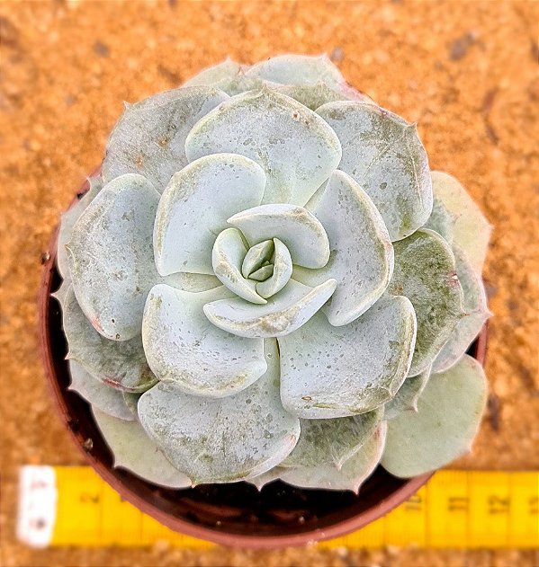 Echeveria cubic pagoda