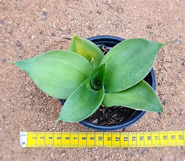 Sansevieria hahnii black