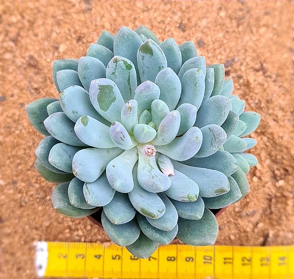 Pachyveria clavifolia
