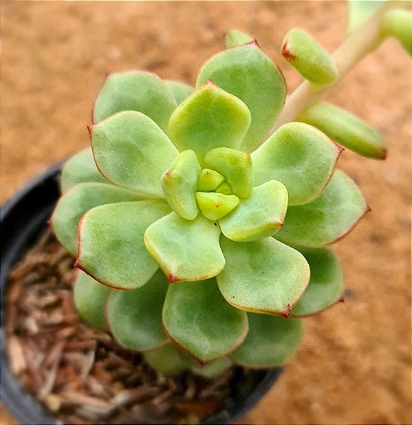 Echeveria tencho aqua blanca