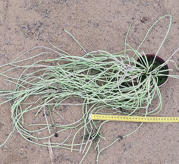 Rhipsalis baccifera - "Rhipsalis macarrão"