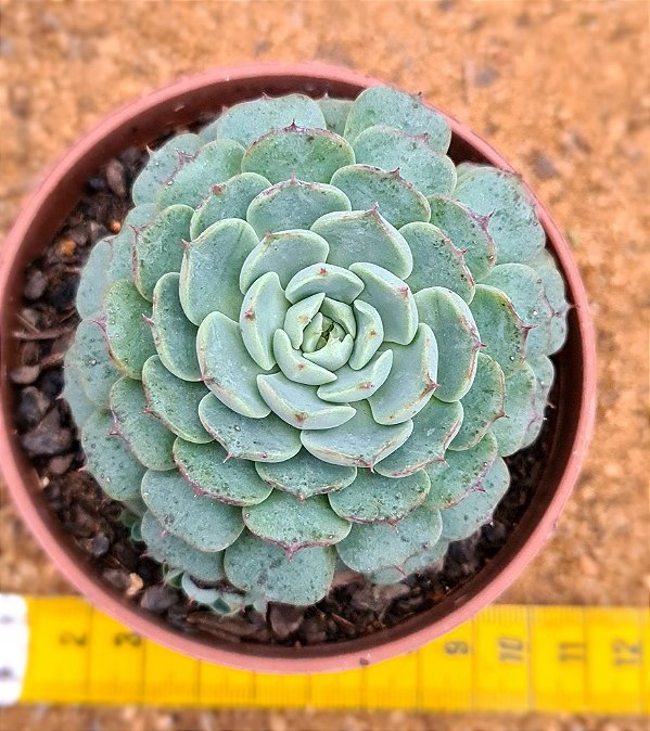 Echeveria minima