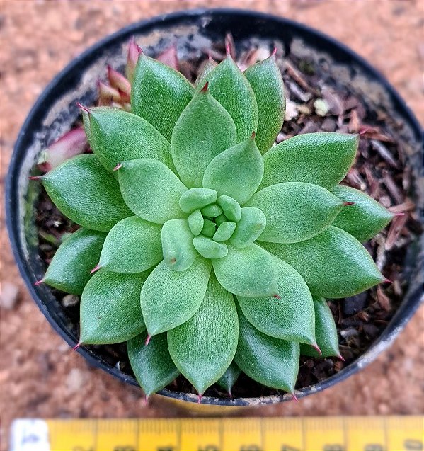 Echeveria agavoides rainstar
