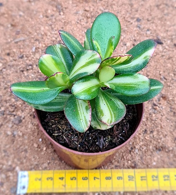 Crassula ovata 'Hummel's Sunset'