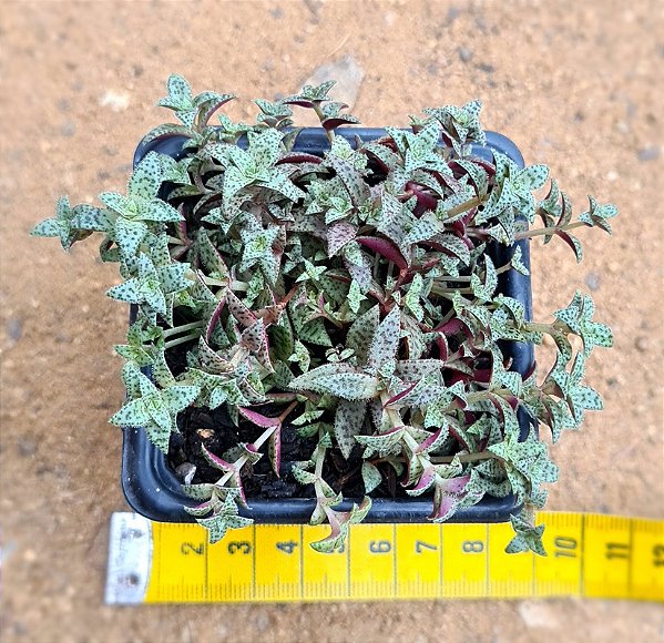 Crassula exilis