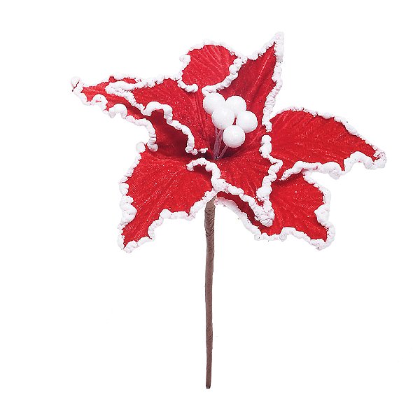 Poinsetia Vermelho e Branco