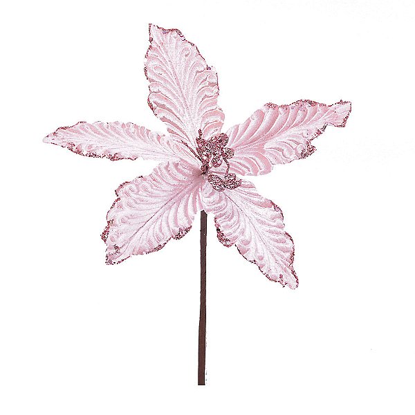 Poinsetia Rosa