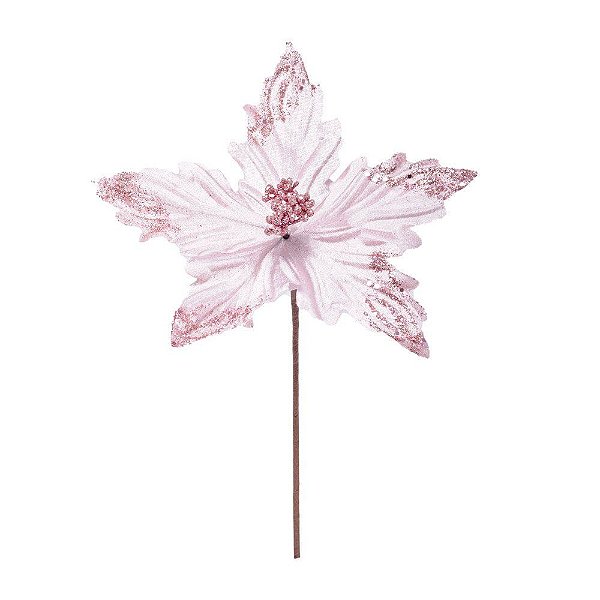 Poinsetia Pétalas Rosa