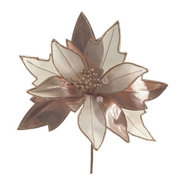 Ponsétia Creme Ouro 15cm - 1 Un