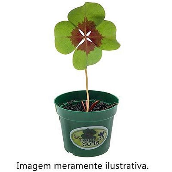 Kit Ecológico Vamos Plantar - Trevo da Sorte