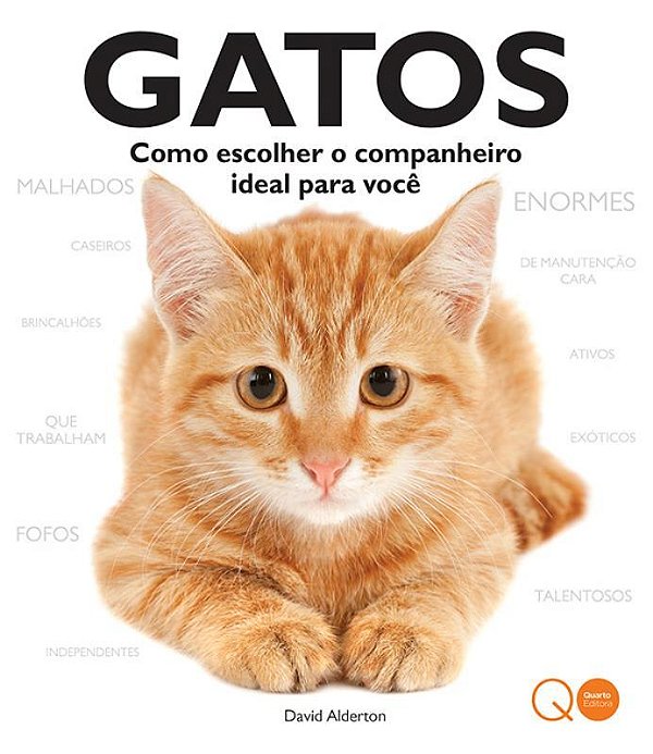 Gatos: Como Escolher O Companheiro Ideal Para Você